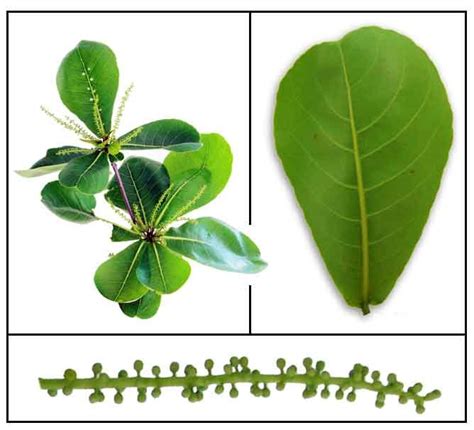 talisay resin|Terminalia catappa (talisay) leaves as coagulant for .